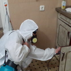 Дезинфекция от муравьев в квартире в Кольчугино
